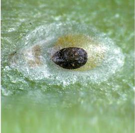  Diaspididae:  Abrallaspis gliwicensis  in situ 
 Photo by Ray Gill 